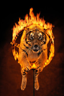 Bengal tiger jumping through burning hoop (Digital Composite)